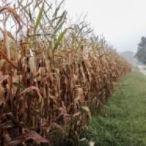 Corn fields in a foggy day. Photo by Cris Juarez